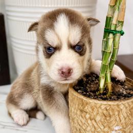 Aspen - Chocolate female Pomsky puppy in Harrodsburg, Kentucky from KY Pomsky Paws