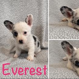 Everest - Blue merle and white female Cardigan Welsh Corgi puppy in Box Elder, South Dakota from BELieve Cardigan Welsh Corgis