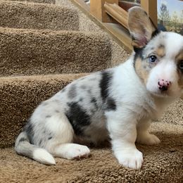 Boy 2 - Blue merle and white Cardigan Welsh Corgi puppy in Amsterdam, New York from Castle Cardigan Welsh Corgis