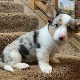 Boy 2 - Blue merle and white Cardigan Welsh Corgi puppy in Amsterdam, New York from Castle Cardigan Welsh Corgis