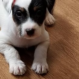 Jack Russell Terrier Puppies from Hidden Acres Working Jack Russell Terriers