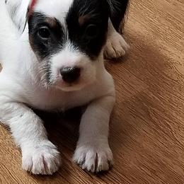Jack Russell Terrier Puppies from Hidden Acres Working Jack Russell Terriers