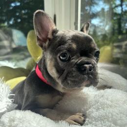 Hermione - Tricolors female French Bulldog puppy in Salisbury, Maryland from 77 Frenchies Maryland