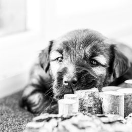 Border Collie and Skye Terrier Puppies from Skyward Farms