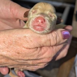 Boy 4 - Apricot male Goldendoodle puppy in Street, Maryland from Rocks & Roses Doodles