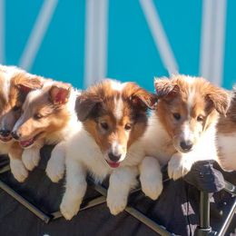 Collie puppies from Saltwater Collies LLC