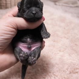Kingston Kouture - Sable male Shih Tzu puppy in Trinity, North Carolina from Trinity Shih Tzu