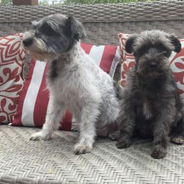Miniature Schnauzers from Adorable Miniature Schnauzers and Miniature Poodles