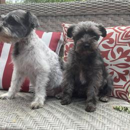 Miniature Schnauzers from Adorable Miniature Schnauzers and Miniature Poodles