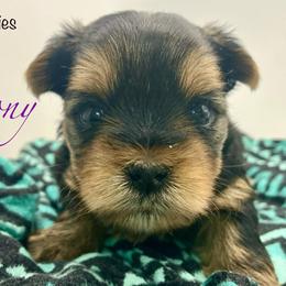 Harmony - Black and tan female Yorkshire Terrier puppy in Galesburg, Illinois from Sunny Sky Yorkies