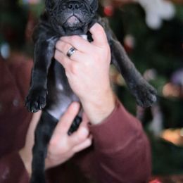 French Bulldog Puppies from Snuggle Buddy French Bulldogs