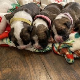 Boxer Puppies from BlueridgeBoxers