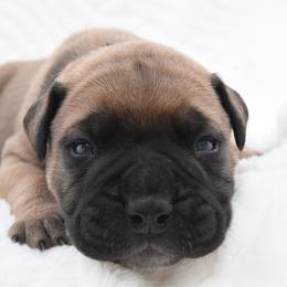 Baron - Fawn male Bullmastiff puppy in Chickasha, Oklahoma from Rustic Lace