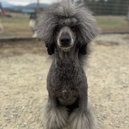 Octavia - Poodle