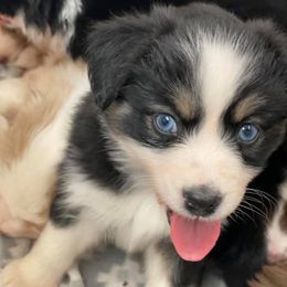 Miniature Australian Shepherds from Rocking B