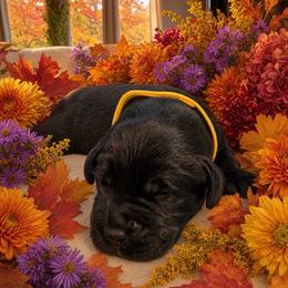 Girl 1 - Black female Labrador Retriever puppy in Davenport, New York from New England Premier English Labradors