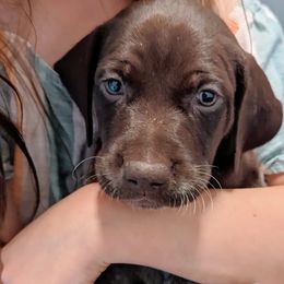 Melodi - Liver and white German Shorthaired Pointer puppy in Graham, Washington from Dali and Company