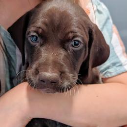 Melodi - Liver and white German Shorthaired Pointer puppy in Graham, Washington from Dali and Company