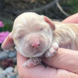 Girl 1 - Buff female Cocker Spaniel puppy in Trinidad, Colorado from Sweet Cockers