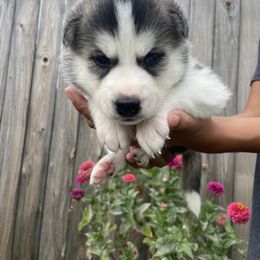 Siberian Husky Puppies from Husky Love and Pups