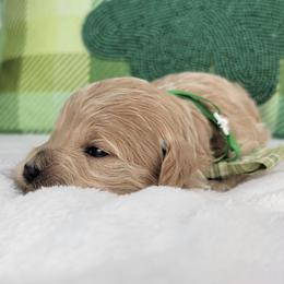 Eleanor - Apricot female Goldendoodle puppy in Temecula, California from Oodles O'Doodles