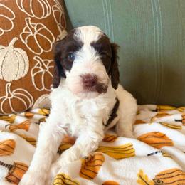 Raven - Brown and white female Bernedoodle puppy in High Point, North Carolina from Kingsfield Doodles