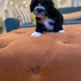 Havanese and Havapoo Puppies from Ladypawspuppies