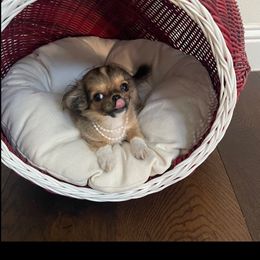 Xsmall size-Joy,she is early Christmas present 6,900 - Chocolate brindled fawn female Chihuahua puppy in Burleson, Texas from Tiny Diiamond Chihuahua