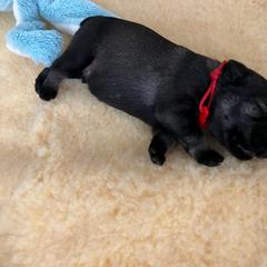 Standard Schnauzer Puppies from Songbird Standard Schnauzers