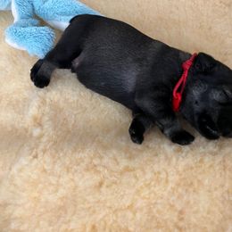 Standard Schnauzer Puppies from Songbird Standard Schnauzers