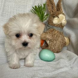 Boba - Tri-color male Coton de Tulear puppy in Avery Creek, North Carolina from AVLCOTONLOVE