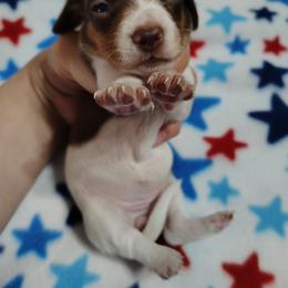 Della - Chocolate and tan female Dachshund puppy in Hudson, Michigan from Mittentail Kennel Miniature Dachshunds & Australian Shepherds