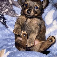 Prague Ratter Puppies from North Star Gem’s Prague Ratters
