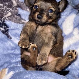 Prague Ratter Puppies from North Star Gem’s Prague Ratters