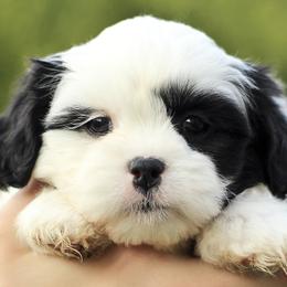 Bichon Frises and Shih Tzus from Teddy Bears of Arizona