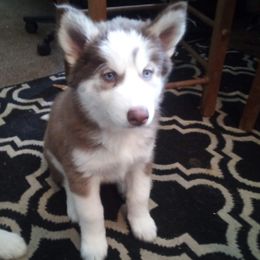 Siberian Husky Puppies from Gemstone Huskys