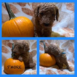 Boy 1 - Red  Poodle puppy in Knoxville, Tennessee from A Goldendoodle Dream