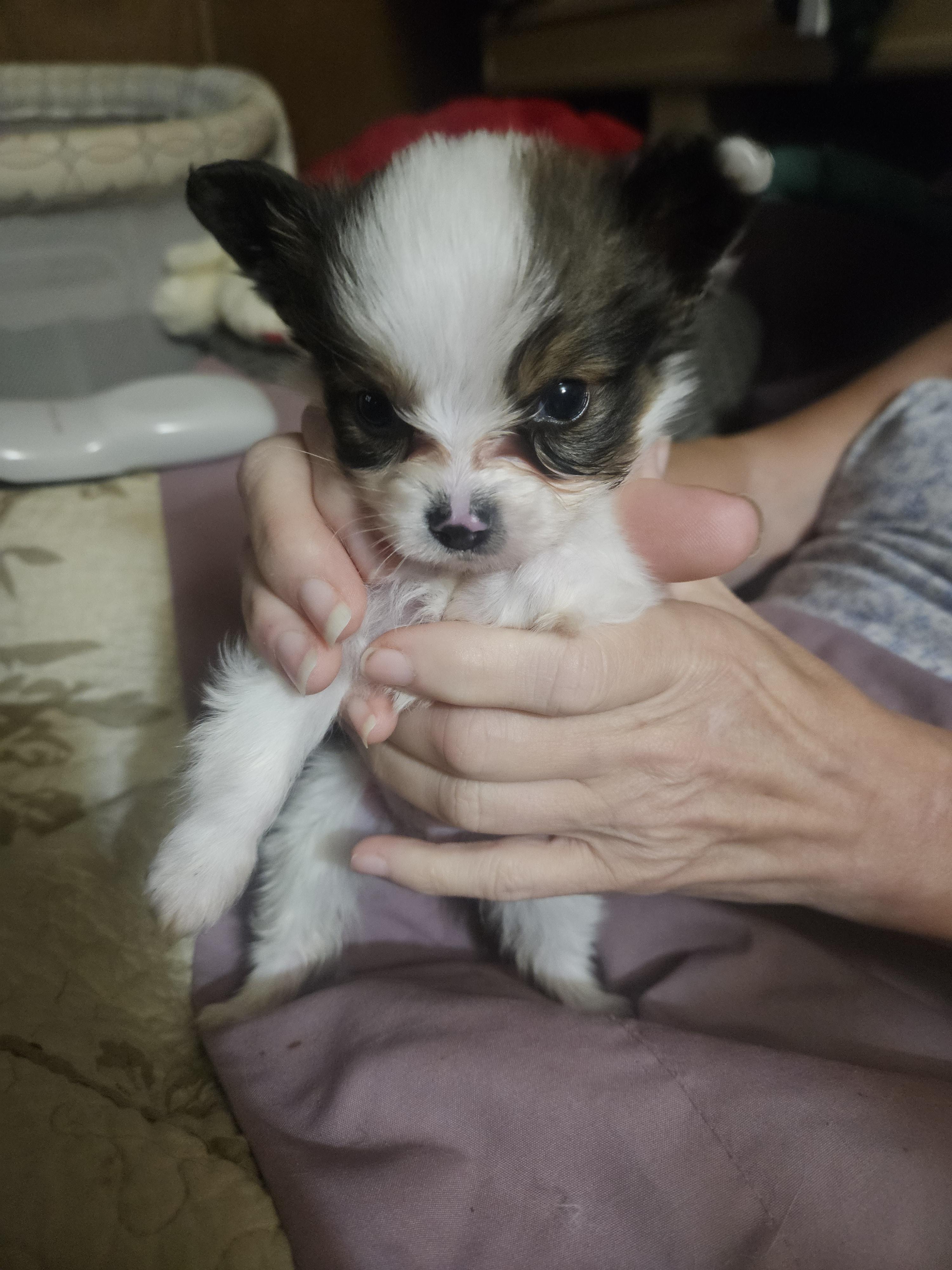 Dino - White black and tan male Papillon puppy in Middletown, New York from Patti's Pappi Puppies (Puppies due end of July!!!)