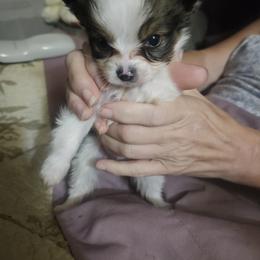 Dino - White black and tan male Papillon puppy in Middletown, New York from Patti's Pappi Puppies  (Puppies due end of July!!!)