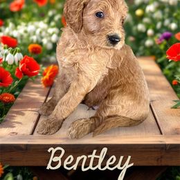 Bentley ( dk purple) - Cream male Goldendoodle puppy in Lakeland, Florida from Poodles Doodles Standard and Mines LLC
