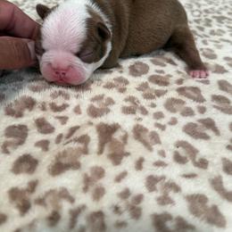Red boy - Red male Boston Terrier puppy in Madera Acres, California from Muggin Bostons Terriers and Mini Dachshund