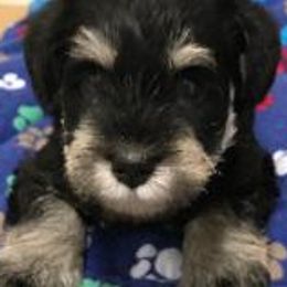 Miniature Schnauzers from Bachi's Miniature Schnauzers