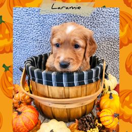 Laramie - Dark golden male Golden Retriever puppy in Shelton, Washington from Kennedy Goldens