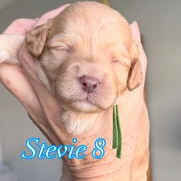 Stevie 8 - Cream female Cavapoo puppy in Centerville, Utah from Beehive Fur Friends