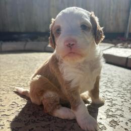 Sundance - Yellow and white male Bernedoodle puppy in Spring, Texas from Sterling Star Doodles