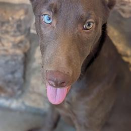 Sienna - Red female Xoloitzcuintli puppy in Apple Valley, California from Barefoot Xoloitzcuintle