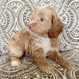 CKC Blue Male - Red and white male Cockapoo puppy in Advance, North Carolina from Rome & Reign Farm