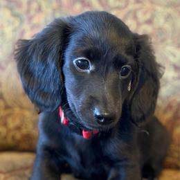 Red Boy - Black male Dachshund puppy in Alba, Texas from Kelbe’s Dachshunds