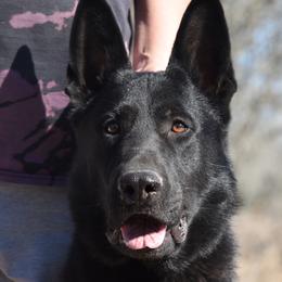 Yokai - German Shepherd