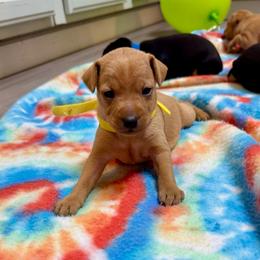 Video Rue - Red female Miniature Pinscher puppy in Eatonton, Georgia from TNT Puppies
